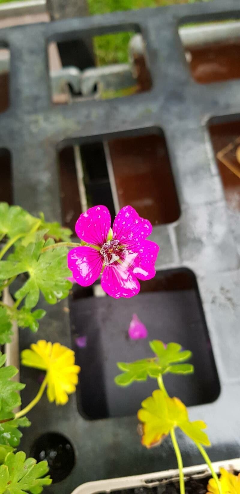 Grauer Storchschnabel 5