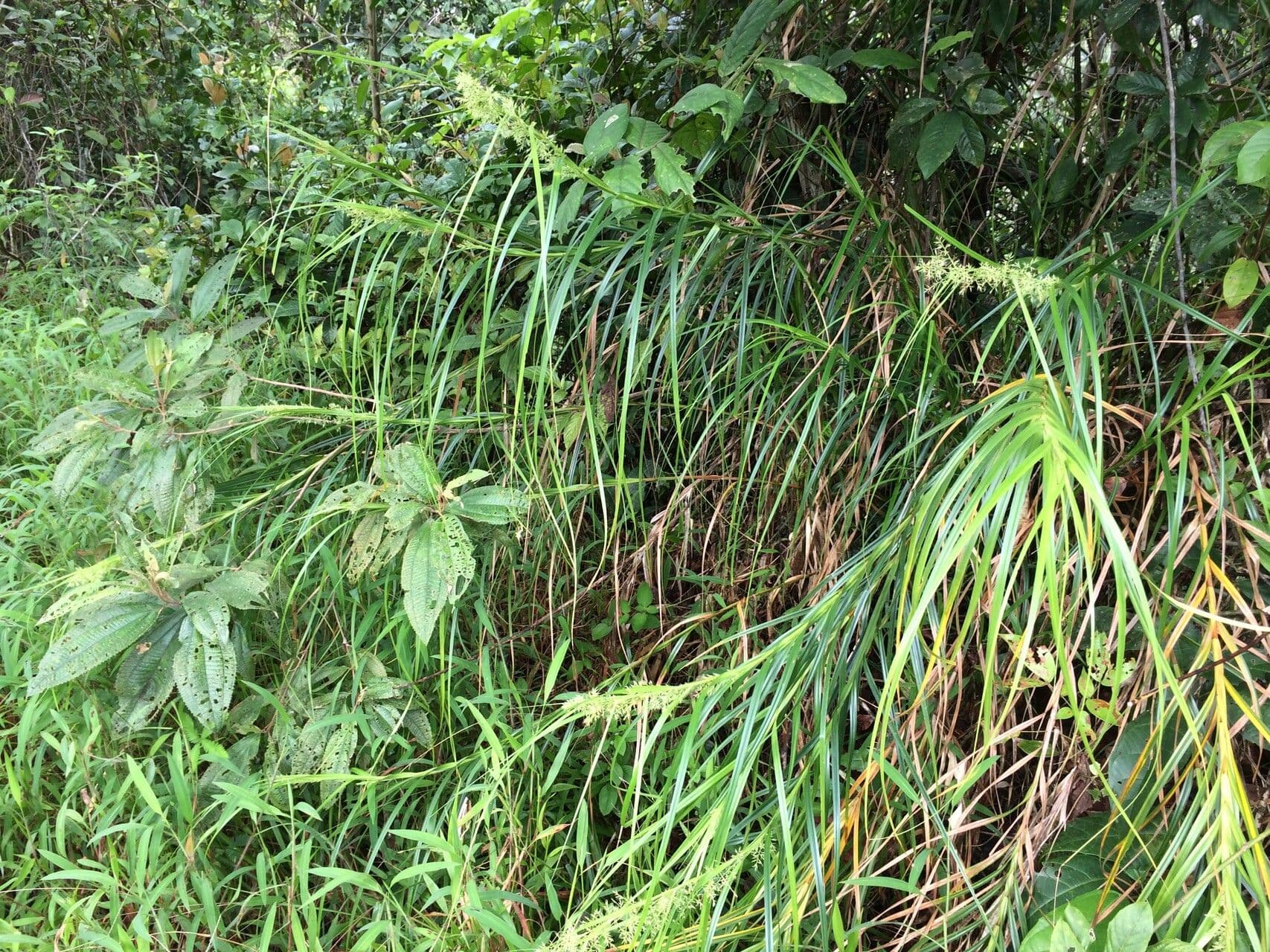 Rhynchospora 2