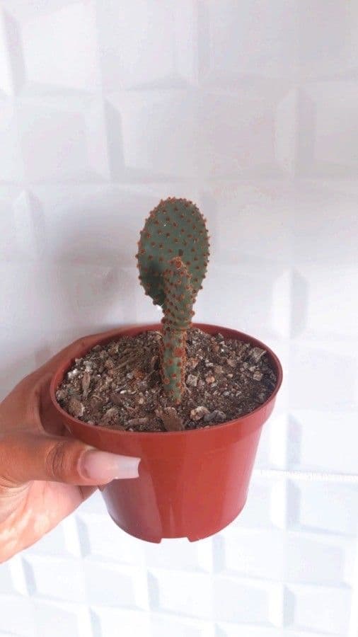 Chenille prickly-pear 3