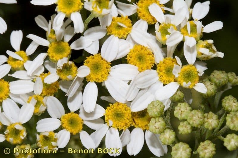 Gonospermum 3