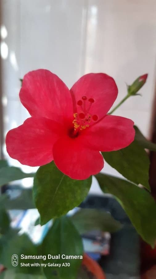 Malvavisco de hoja de corazón 5