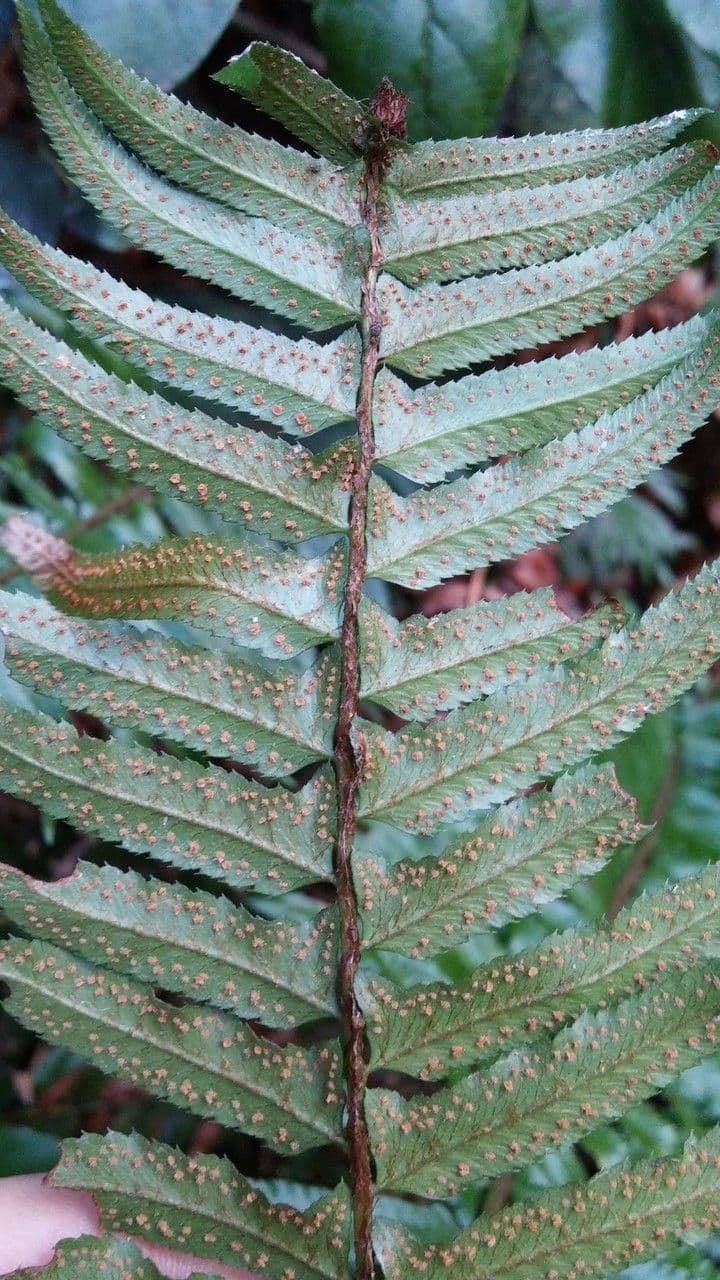 Polystic à épées 23