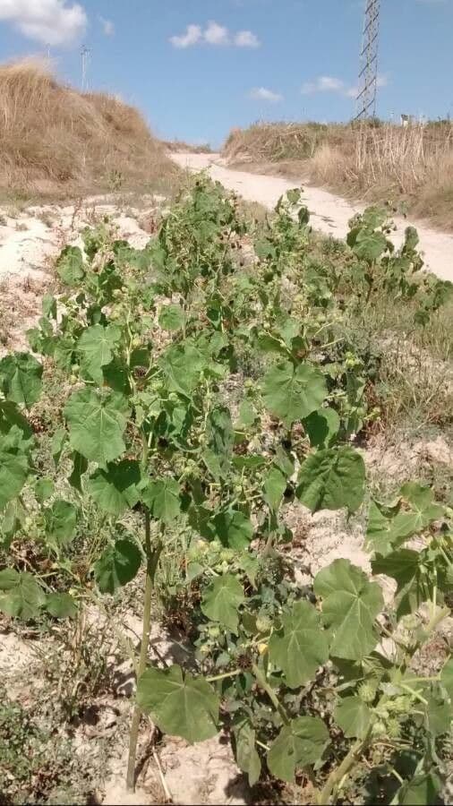 Abutilon di Teofrasto 11