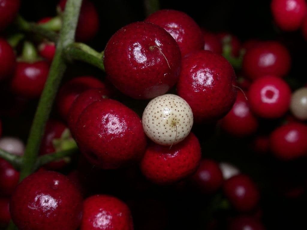 Ardisia 3