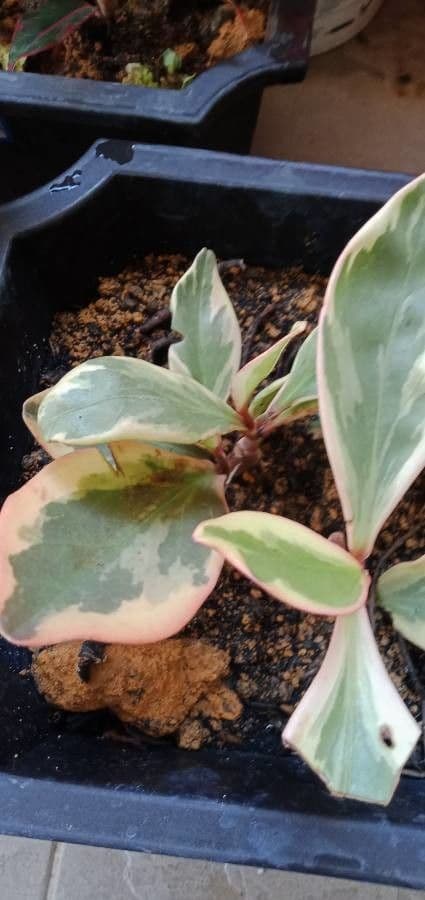Peperomia 11