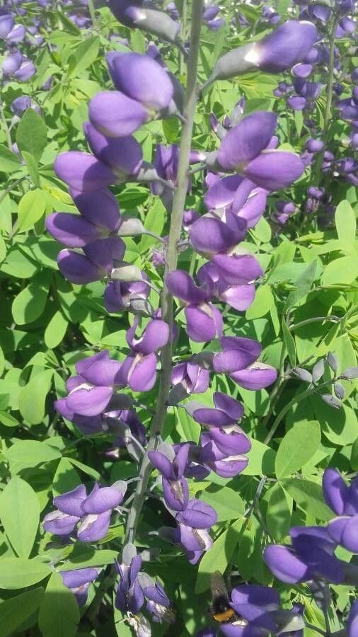 Baptisia 9