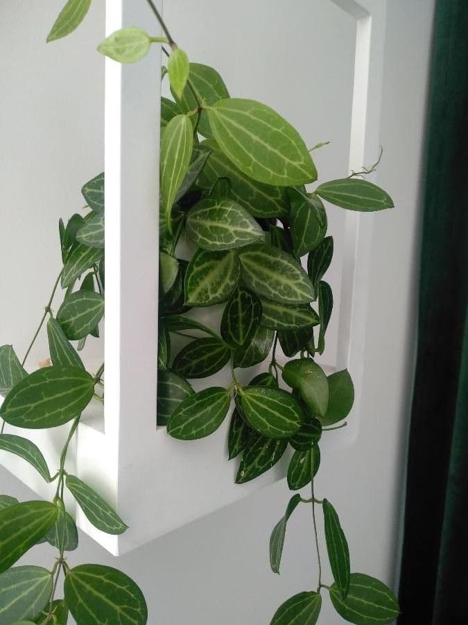 Dischidia 4