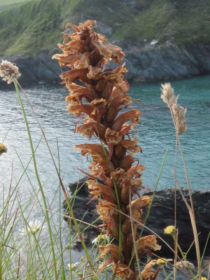 Orobanche del ginestrone 5