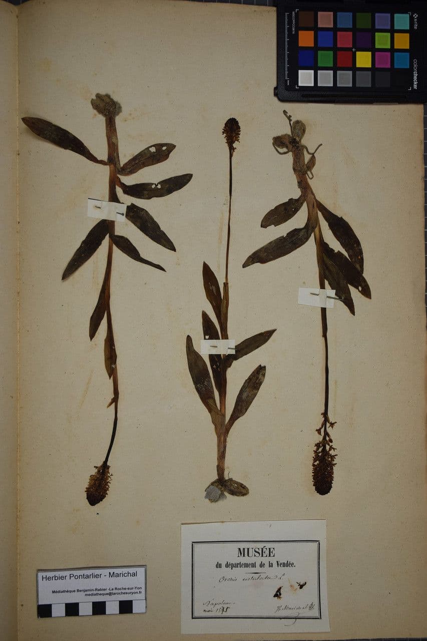 Orchide bruciacchiata 26