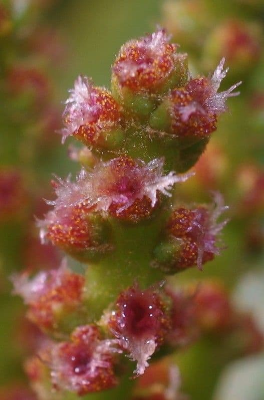 Canacomyrica 3