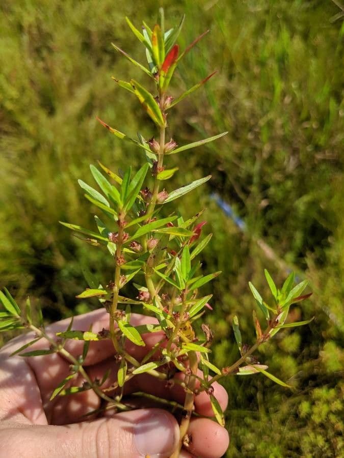 Niedrige Rotala 5