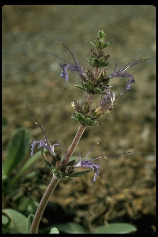 Salvia sonomensis 6