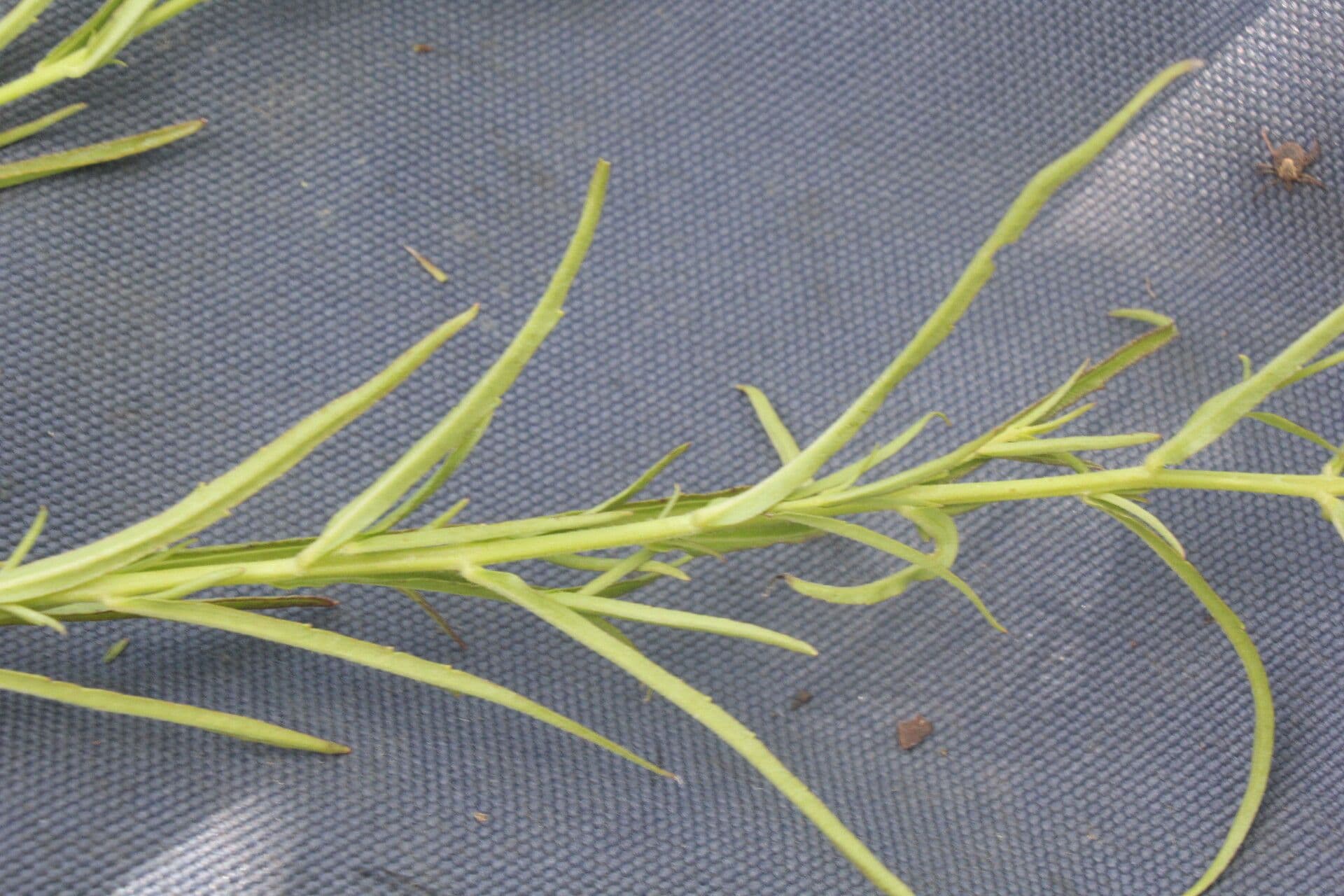Anisantherina 10
