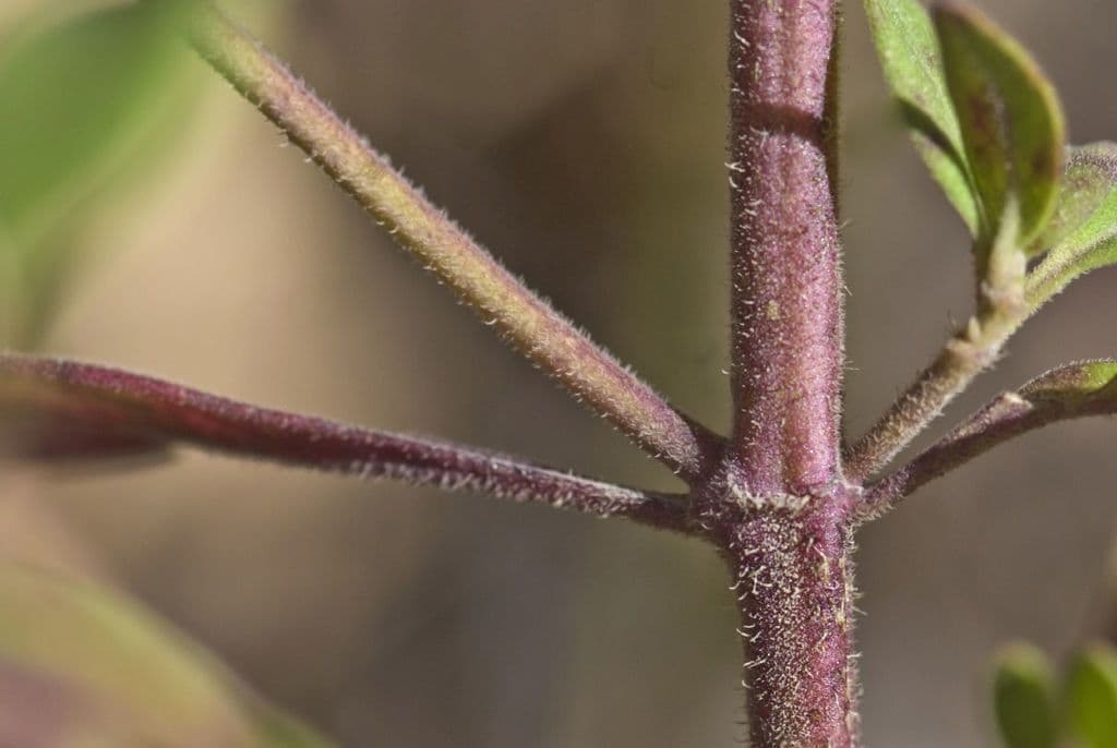 Trichostema 16