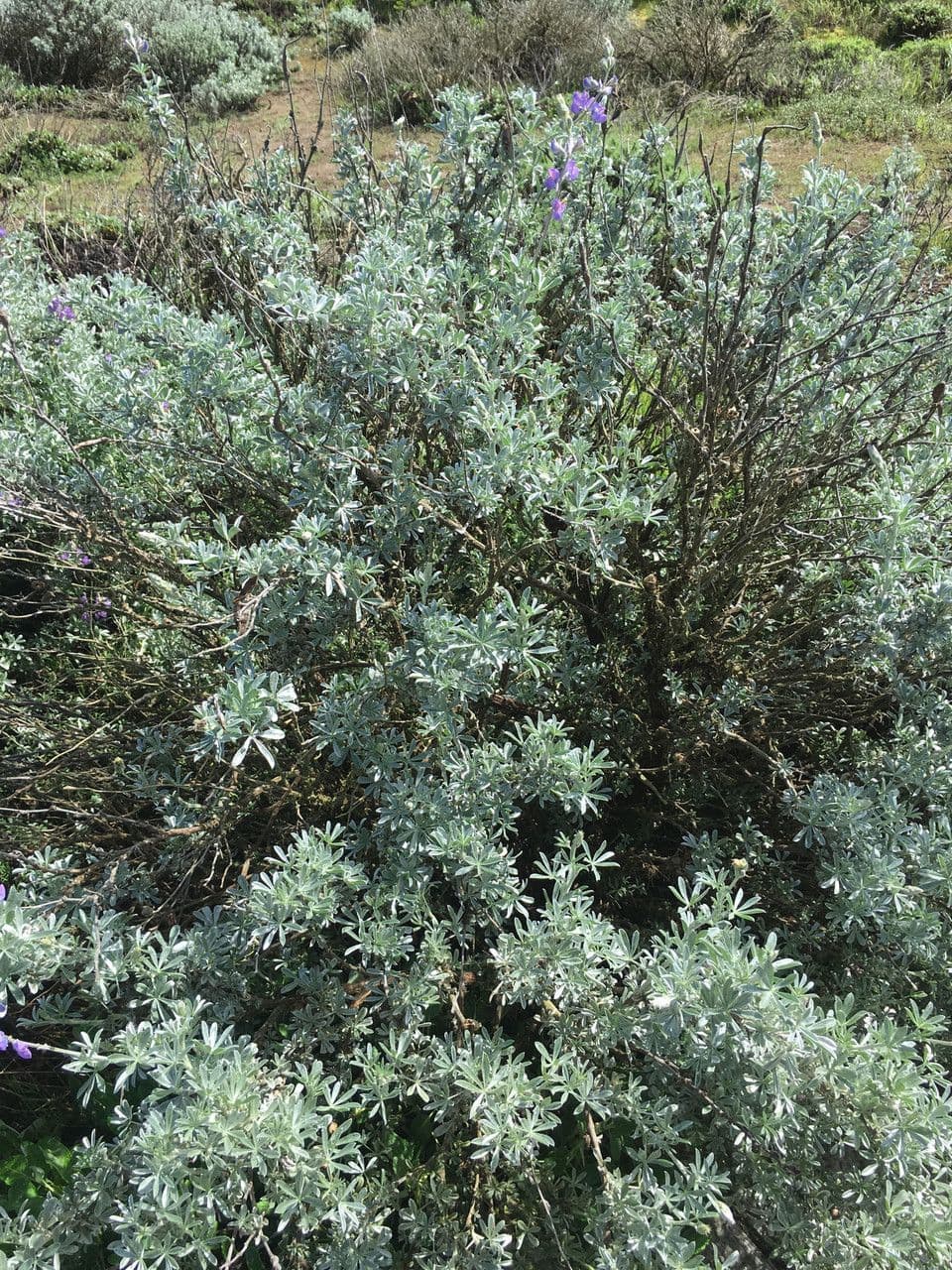 Chamisso-Lupine 10