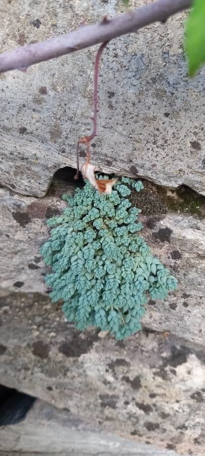 Borracina cinerea 21