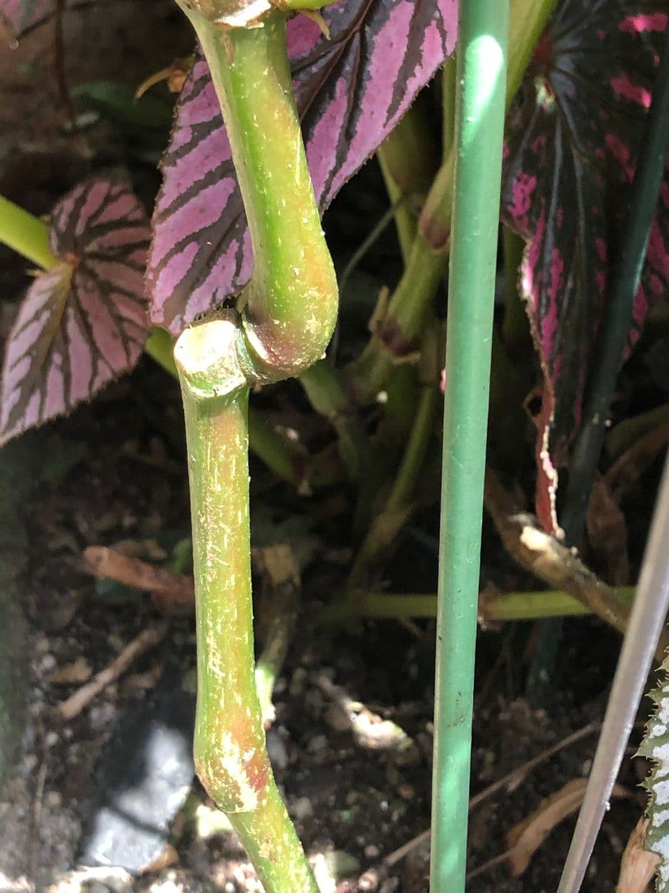 Begonia brevirimosa 19