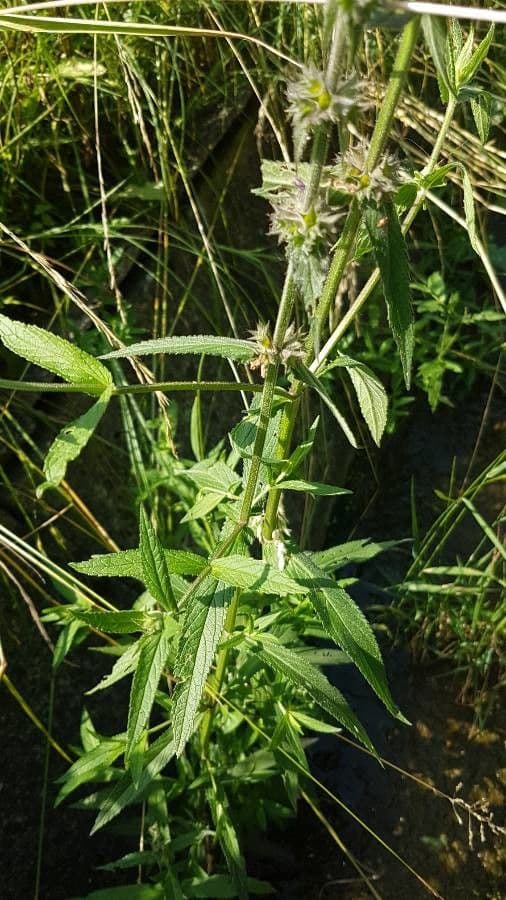 Betonica palustre 30