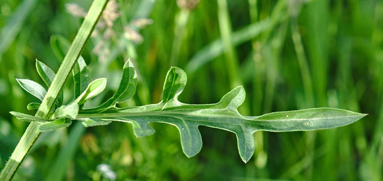 Centaurea vedovina 17