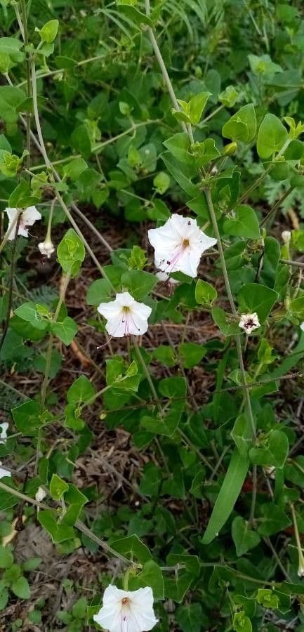 Acleisanthes tupá
