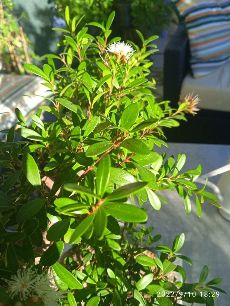 Syzygium buxifolium 10