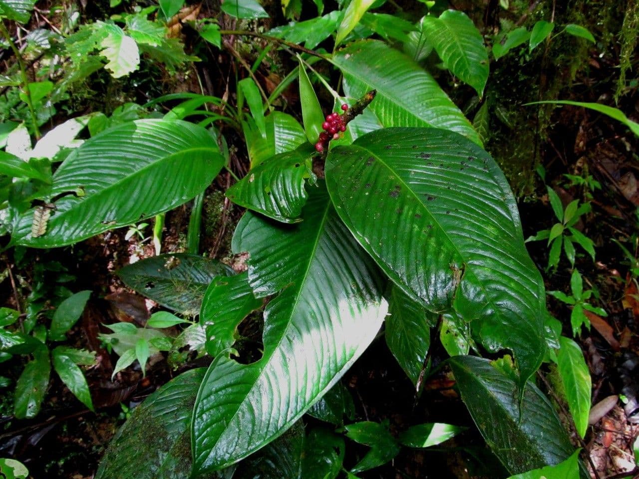 Anthurium lanceolato 7