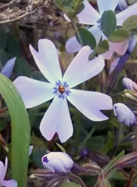Phlox subulato 4