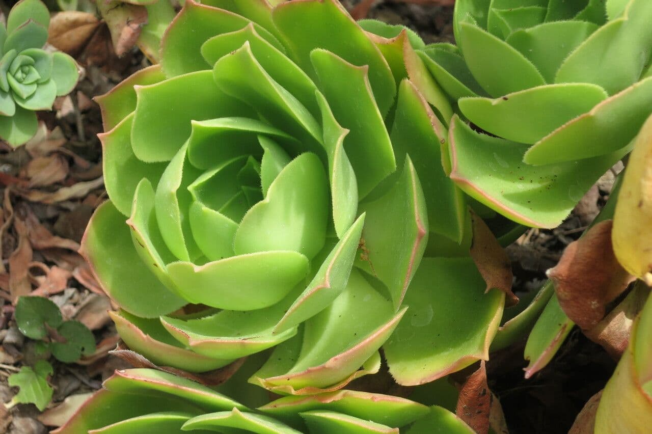 Aeonium 5