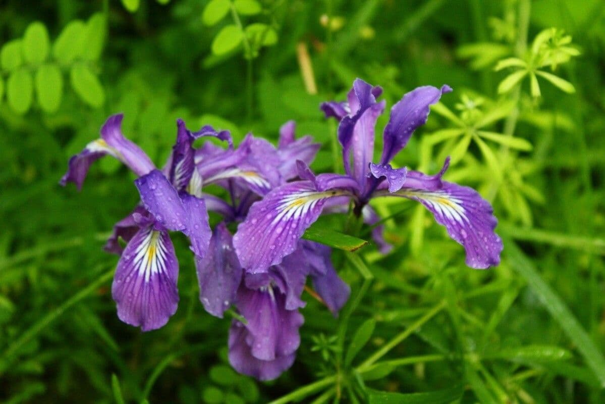 Iris tenace 3