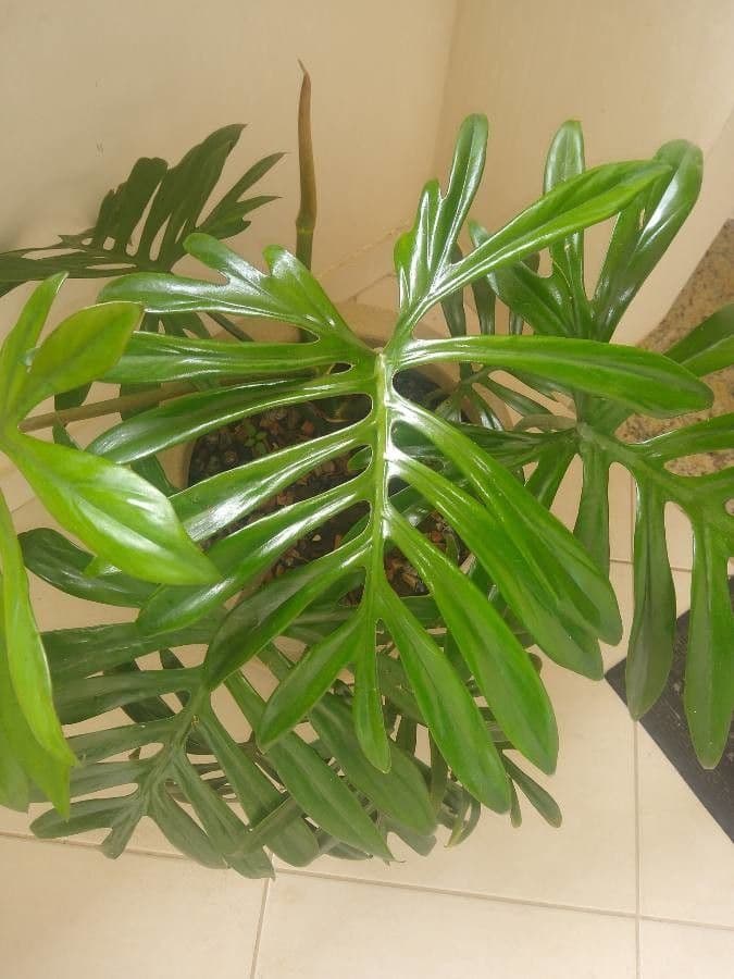 Philodendron 8