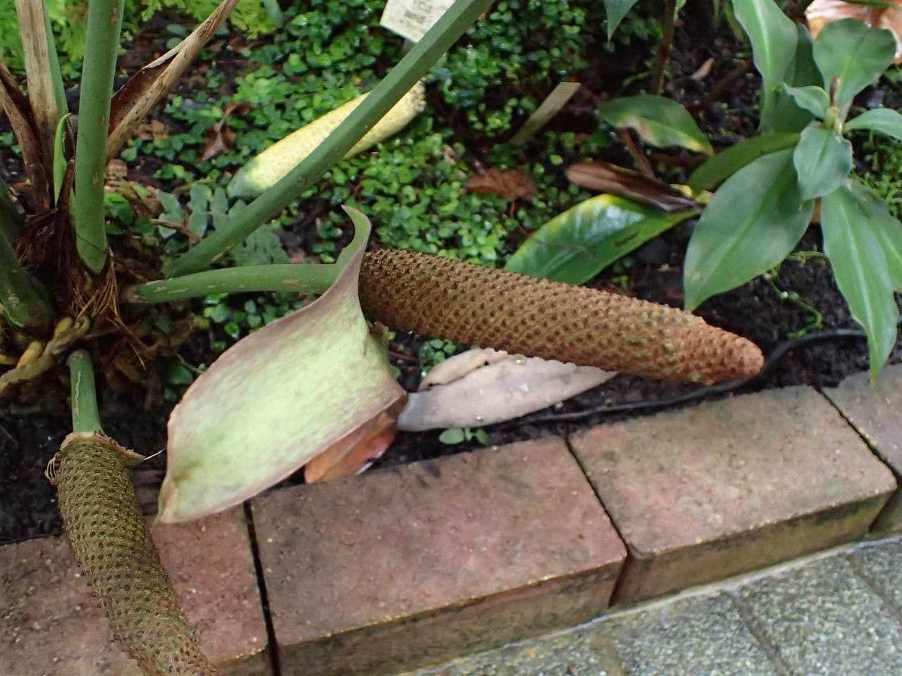 Anthurium 3