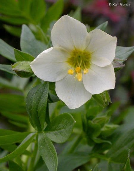 Polemonium 3