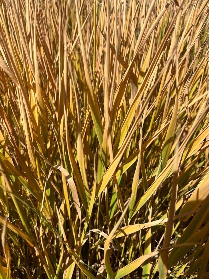 Calamagrostis stricta 12