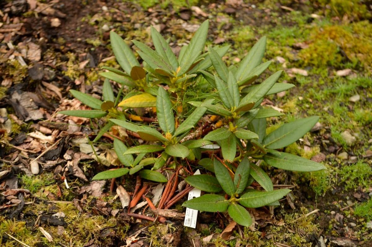 Rododendro 10