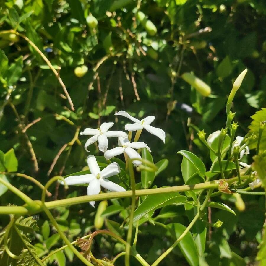 Jasmin 4