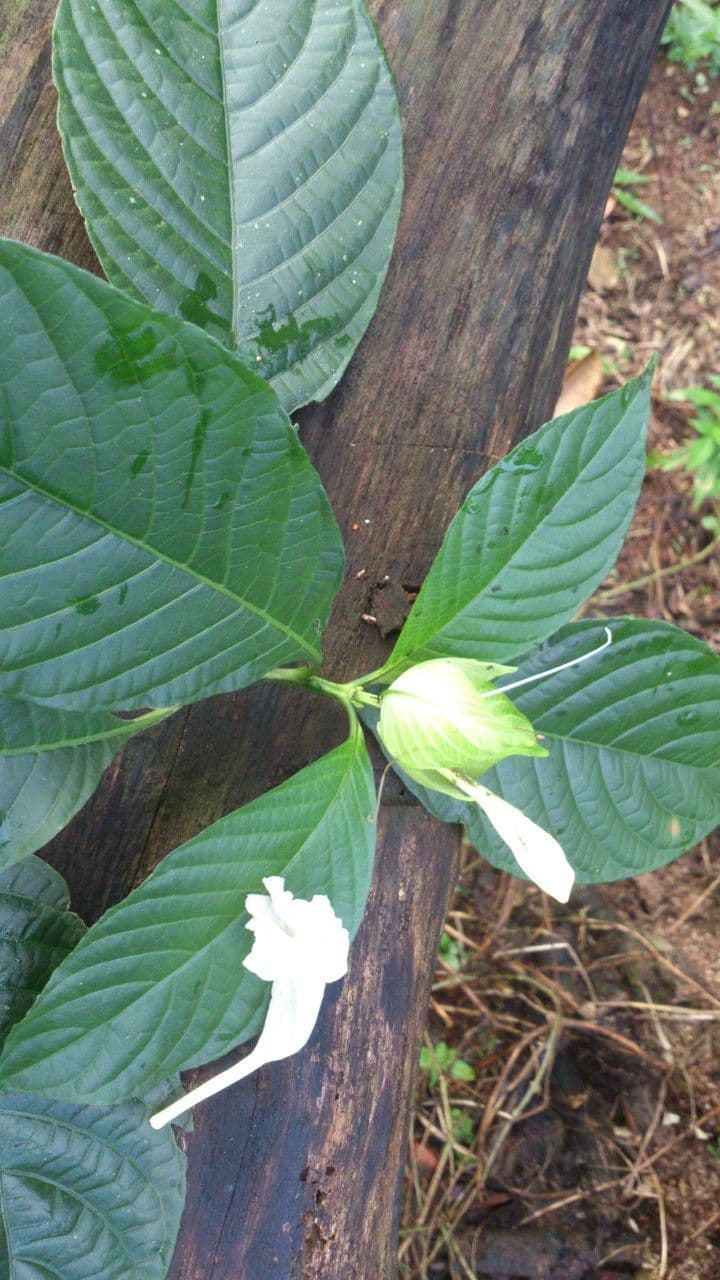 Ruellia 6