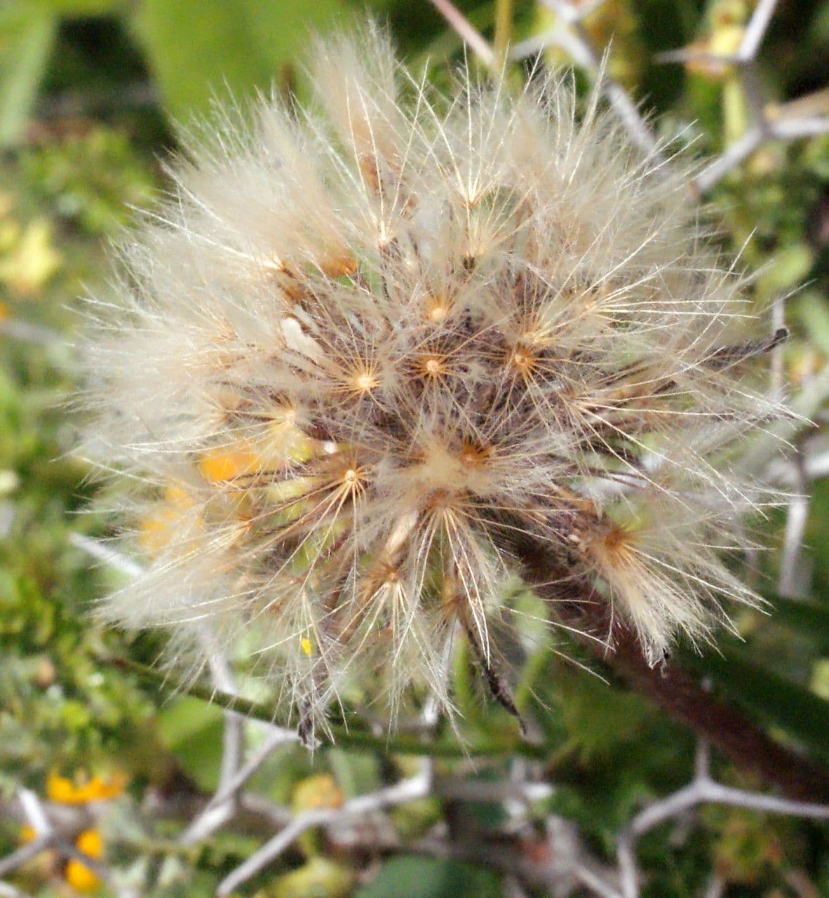 Leontodon tuberoso 2