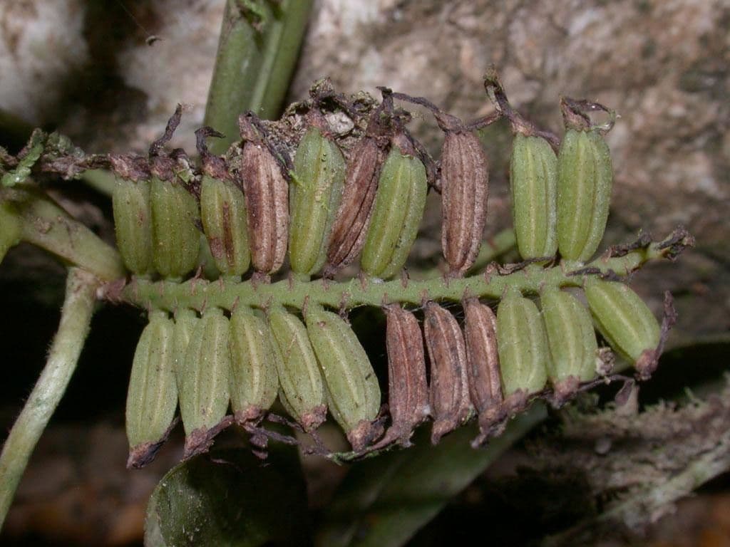 Orchidea 9