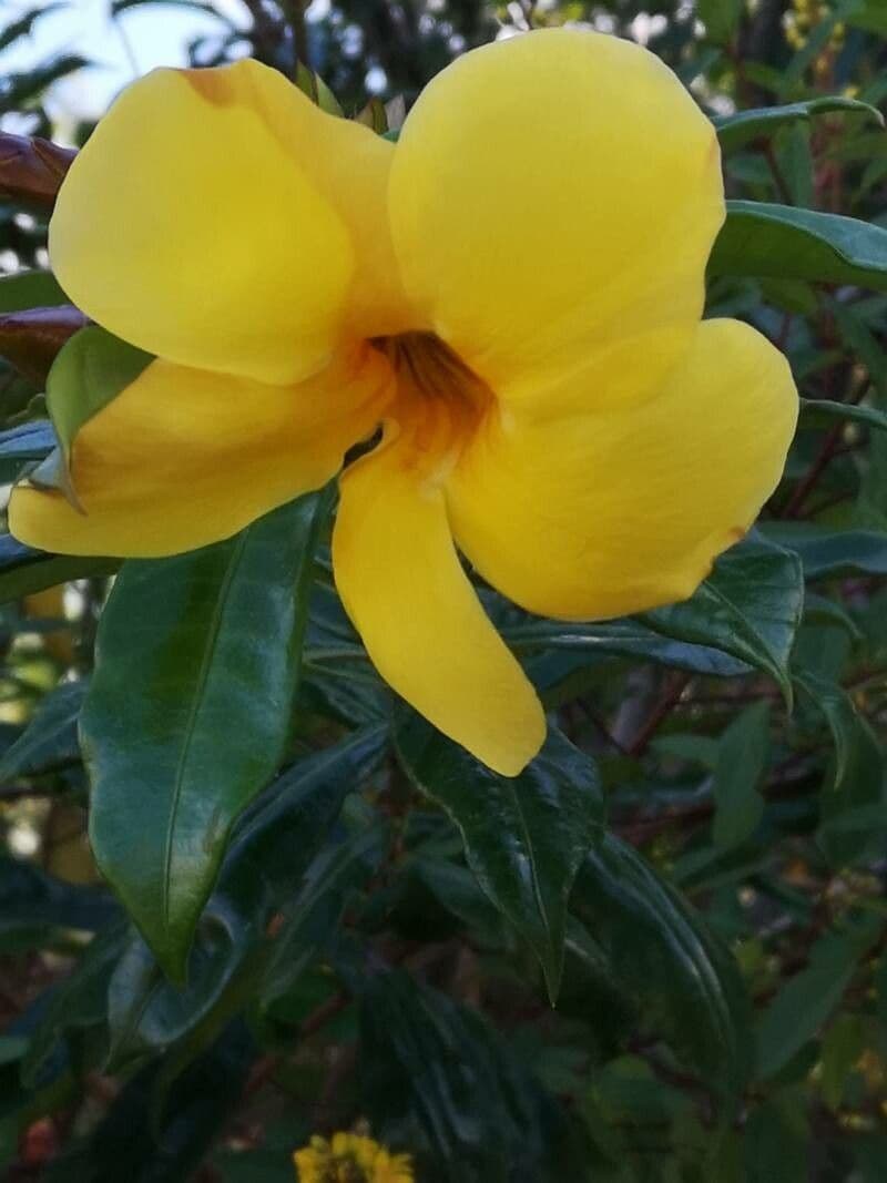 Allamanda 27