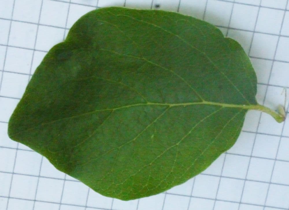 Styrax officinalis 29