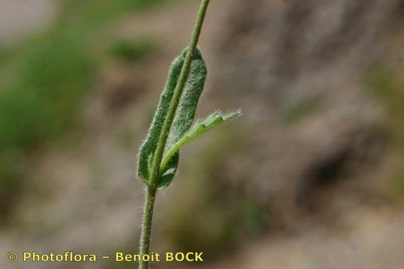 Biscutella arvernensis 19