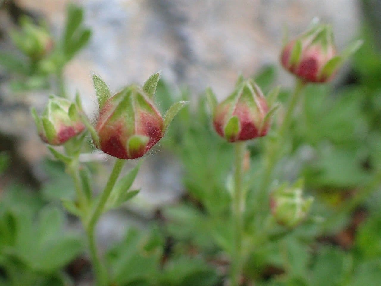 Potentilla lucida 3