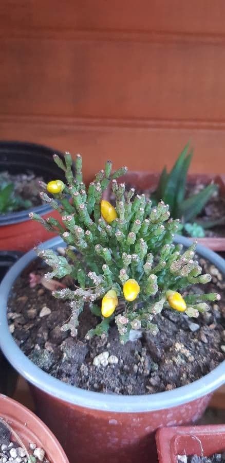 Cactus bottiglia 12