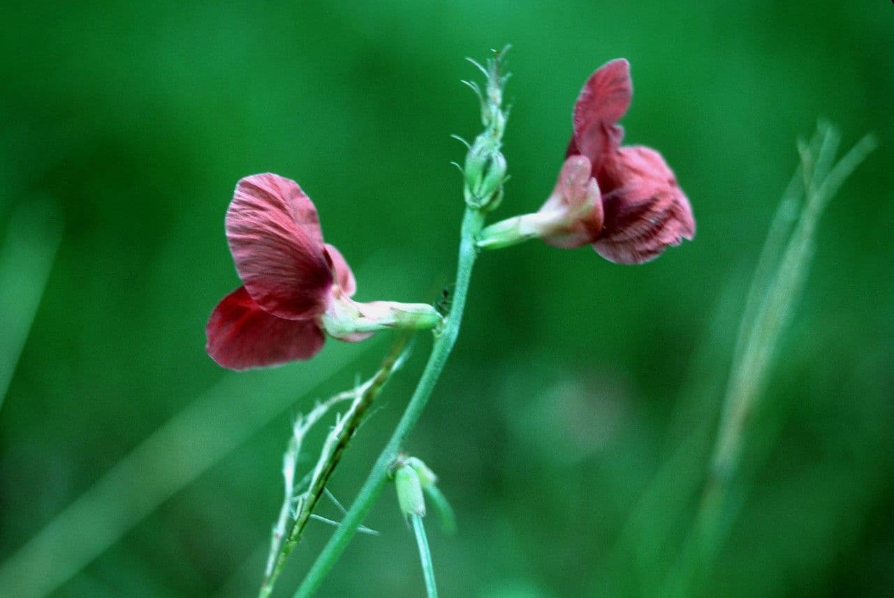 Macroptilium lathyroides 7