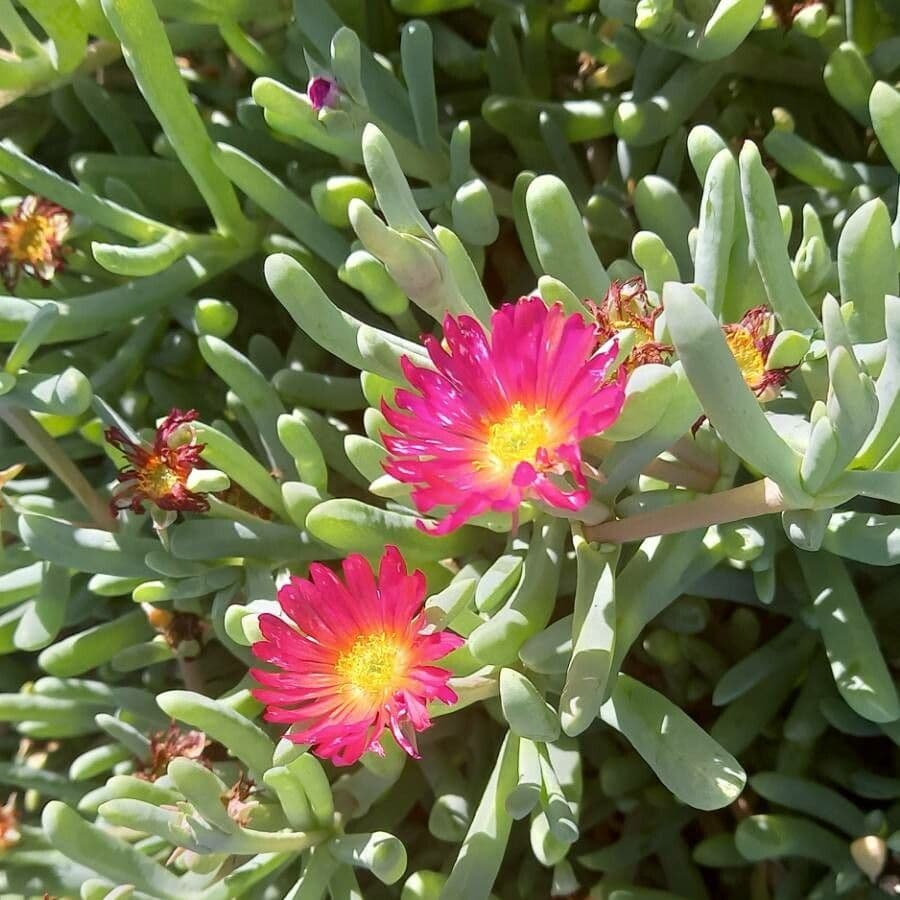 Malephora 9