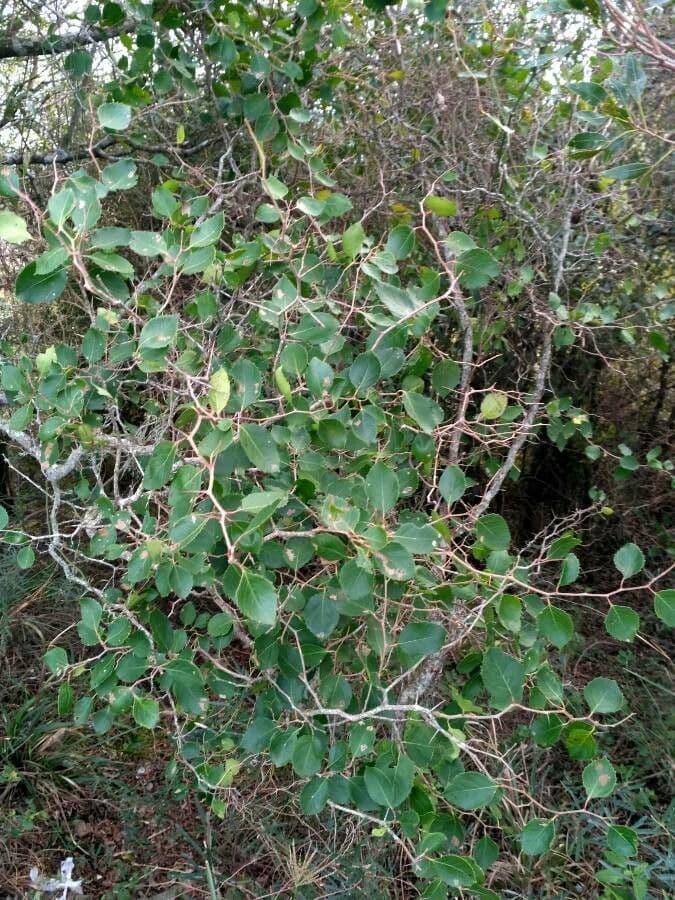 Xylosma