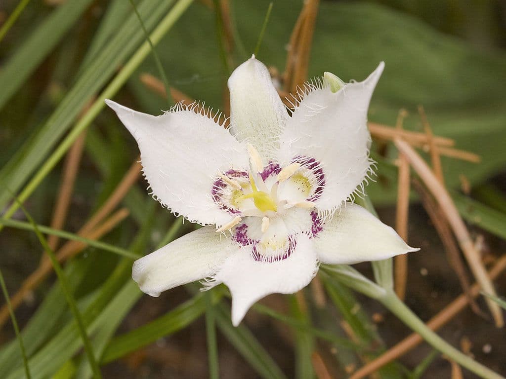 Calochortus Lyallův 2