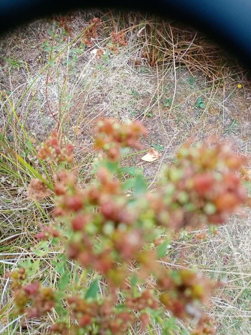 Lechea mucronata