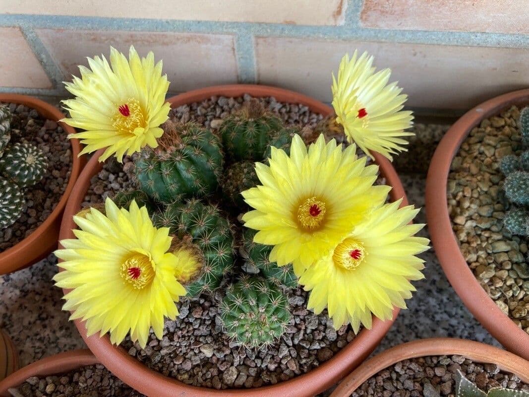 Parodia