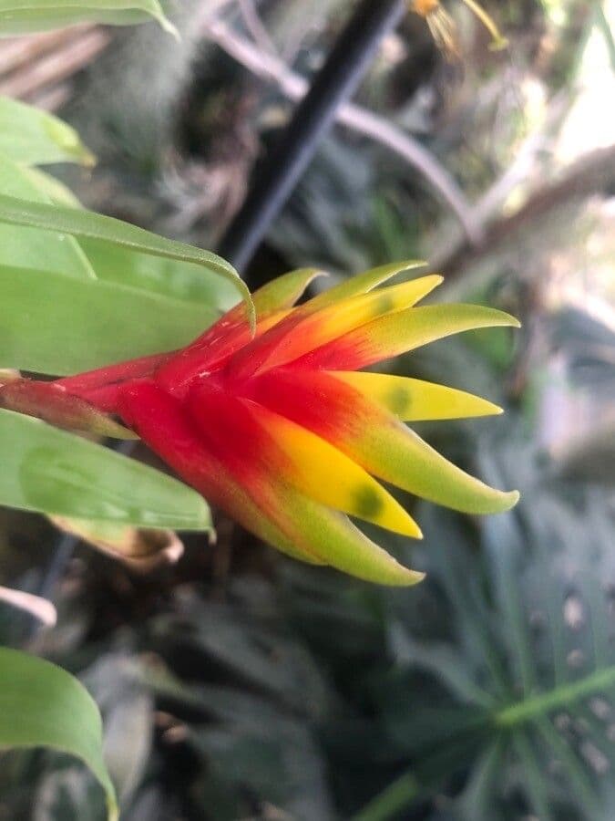 Vriesea